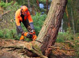 Arcadia, CA Tree Removal and Landscaping Services Company